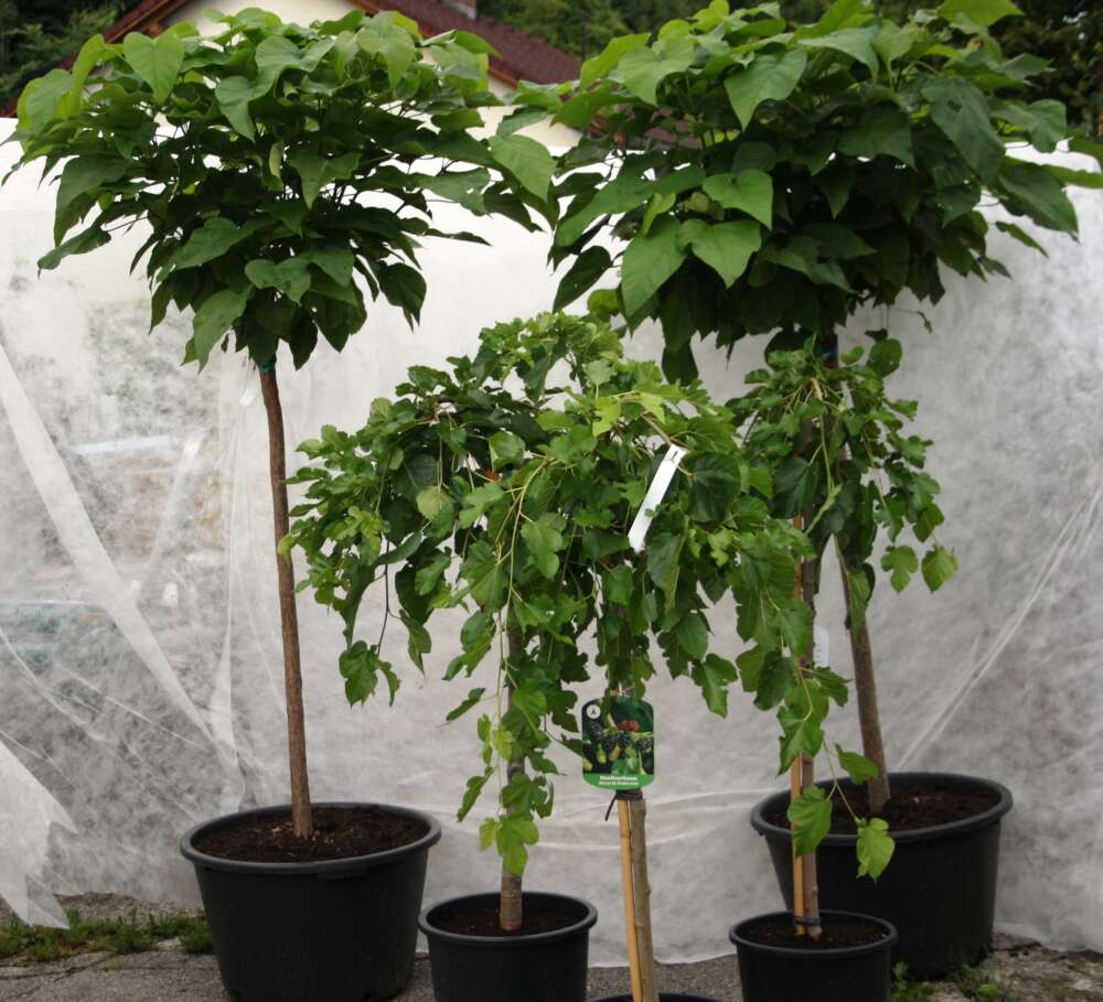 Produkt1Image #8 #10